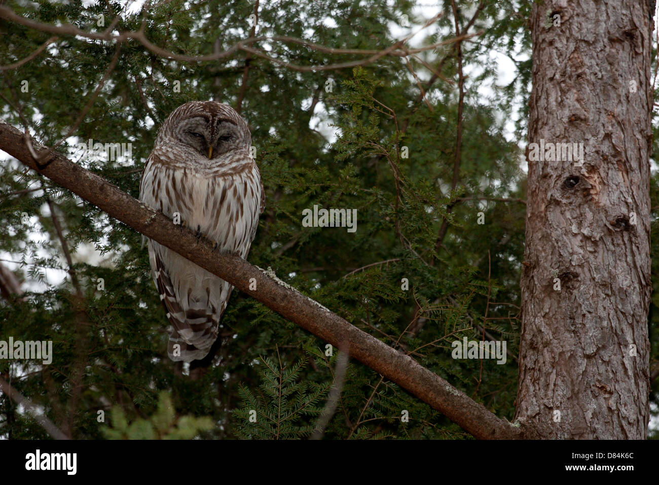 Streifenkauz einschlafen während des Tages - Strix varia Stockfoto