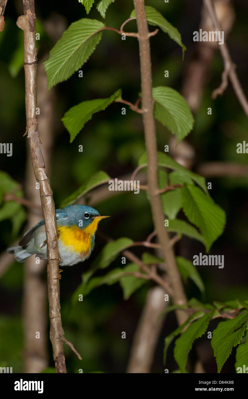 Ein thront nördlichen Parula vor der Morgendämmerung Stockfoto