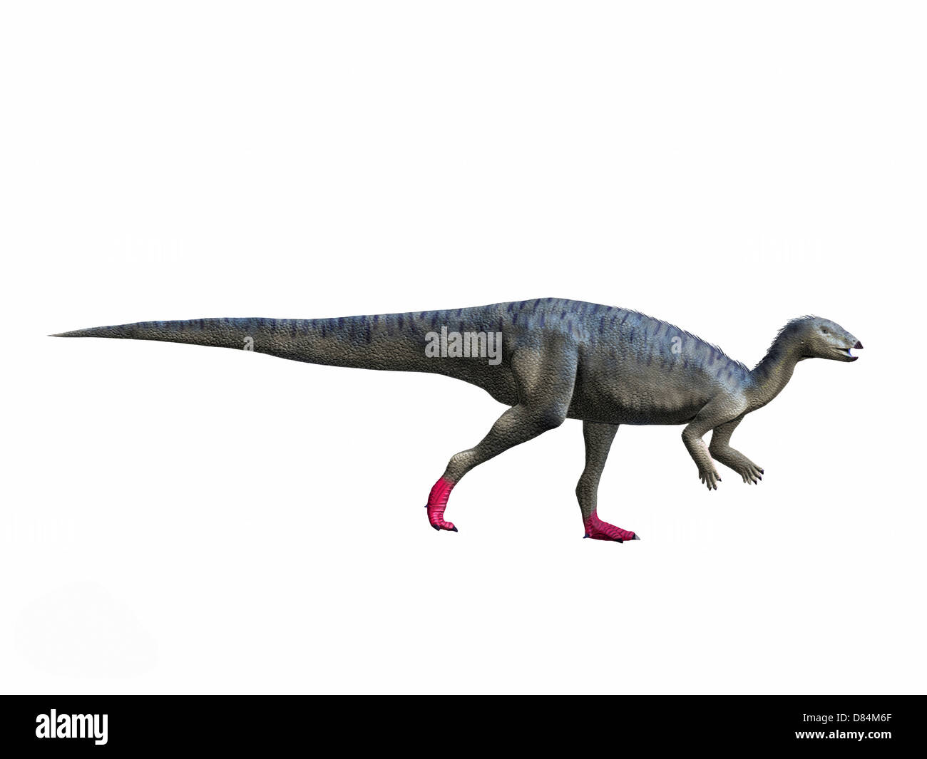 Elrhazosaurus Nigeriensis, frühen Kreidezeit von Niger. Stockfoto