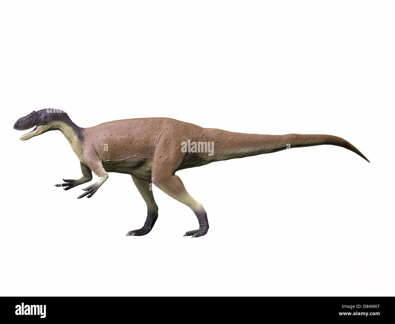 Megalosaurus Bucklandii, mittleren Jura von England. Stockfoto