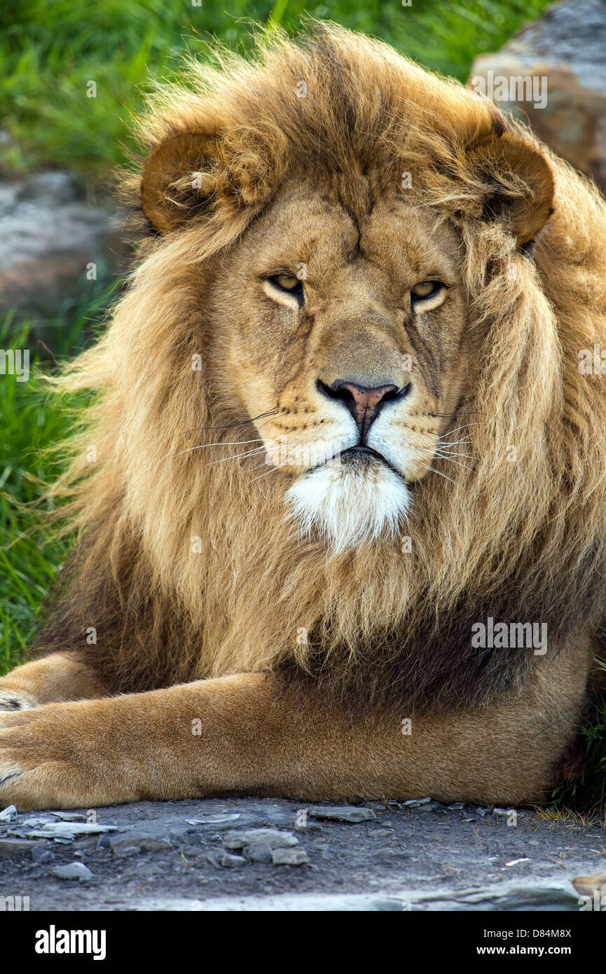 Lion hautnah Stockfoto