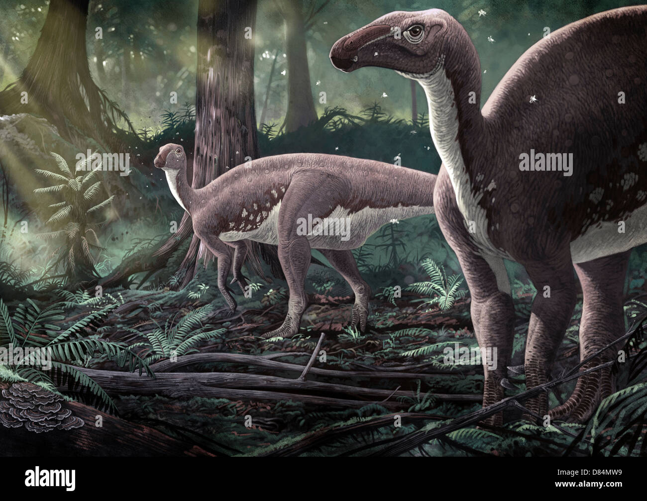 Iguanodont Fotos und Bildmaterial in hoher Auflösung Alamy