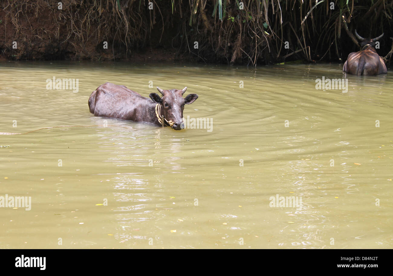 Indische Kühe Stockfoto