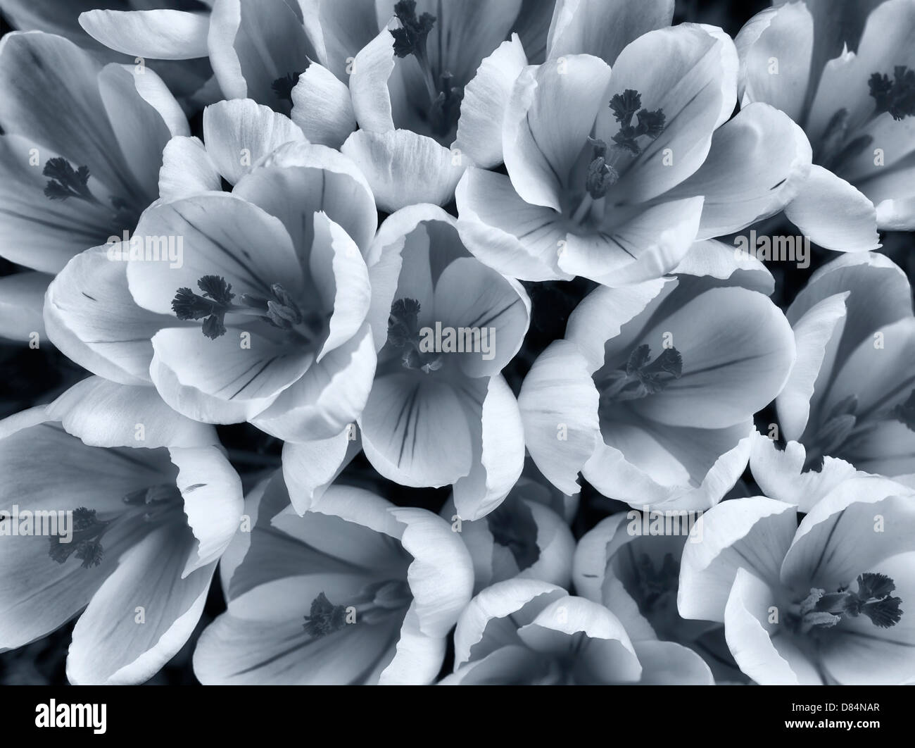 Weiße Krokusse blühen. Oregon Stockfoto