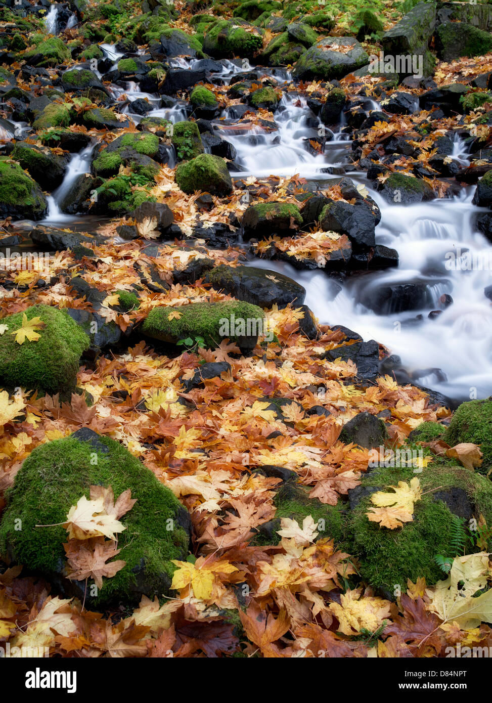 Hunger-Creek und Herbst farbige Blätter Big Leaf Maple. Columbia River Gorge National Scenic Bereich, Oregon Stockfoto