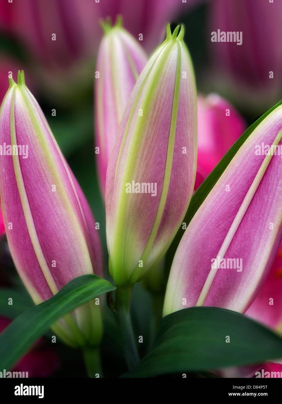 Nahaufnahme des Oriental Lilienknospen. Stockfoto