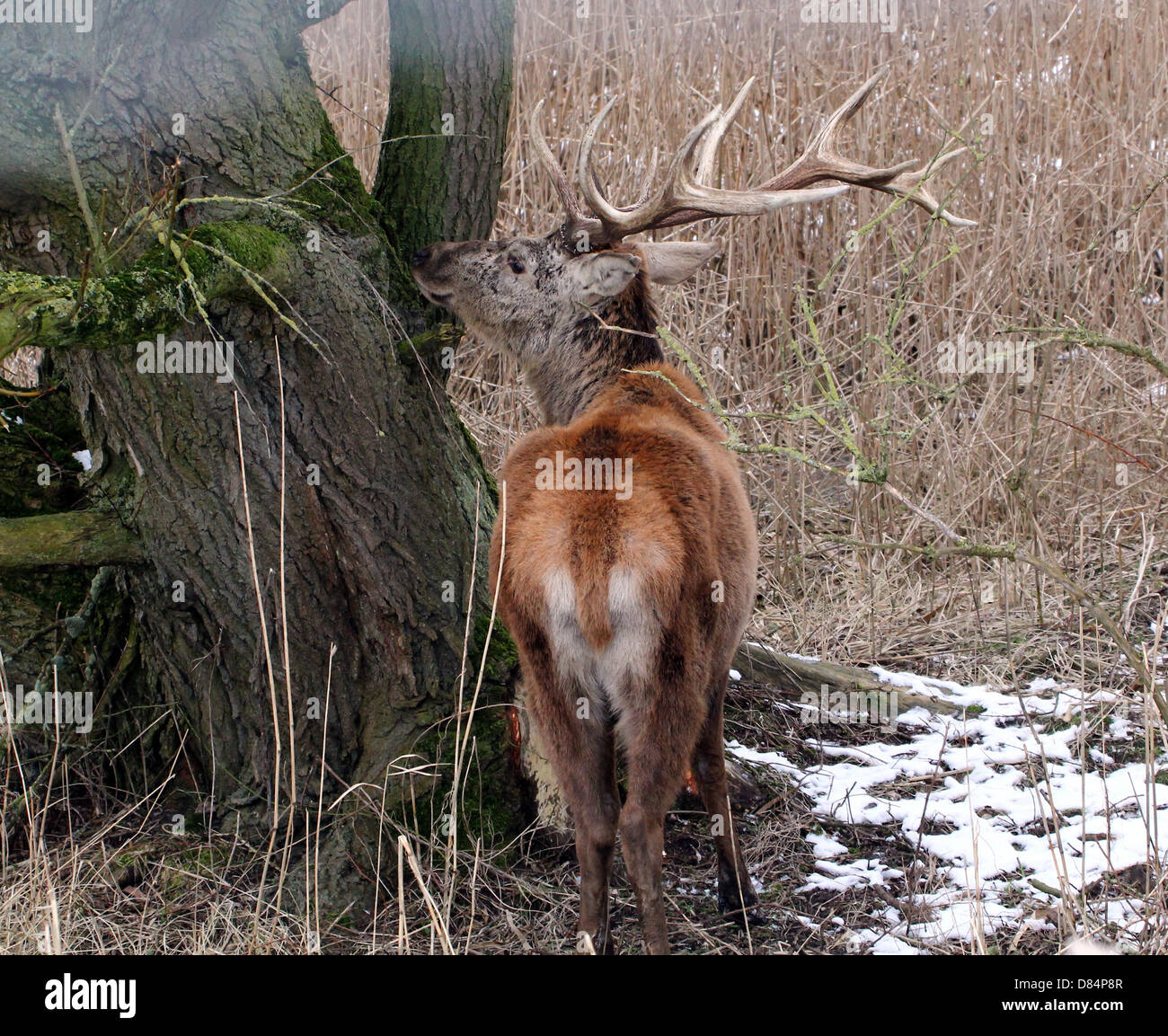 Nahaufnahme von einem Reifen antlered Rotwild Hirsch (Cervus Elaphus) inmitten der Winter an Oostvaardersplassen, Flevoland, Niederlande Stockfoto