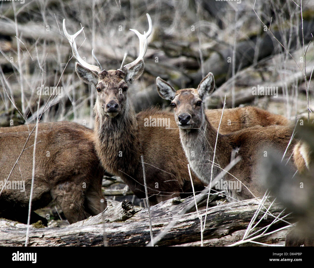 Nahaufnahme einer Herde von reifen roten Rotwild Hirsche und tut (Cervus Elaphus) Stockfoto