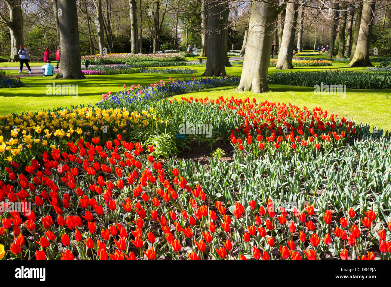 Keukenhof Gärten Frühlingspark der berühmtesten der Welt, Lisse
