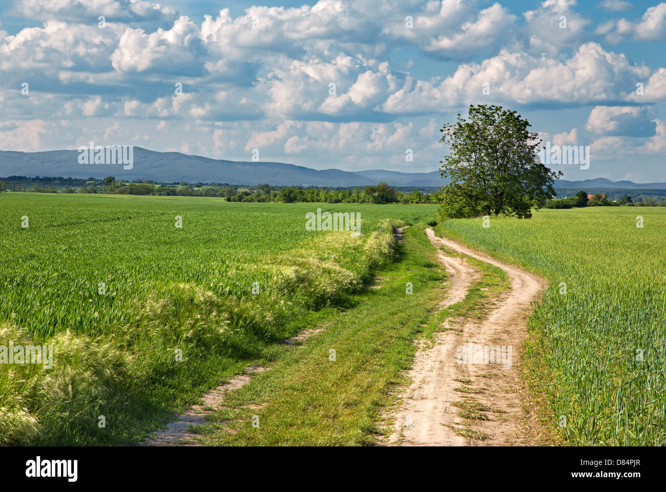 Feld und Fahrweg und Wolkengebilde im Frühjahr Stockfoto