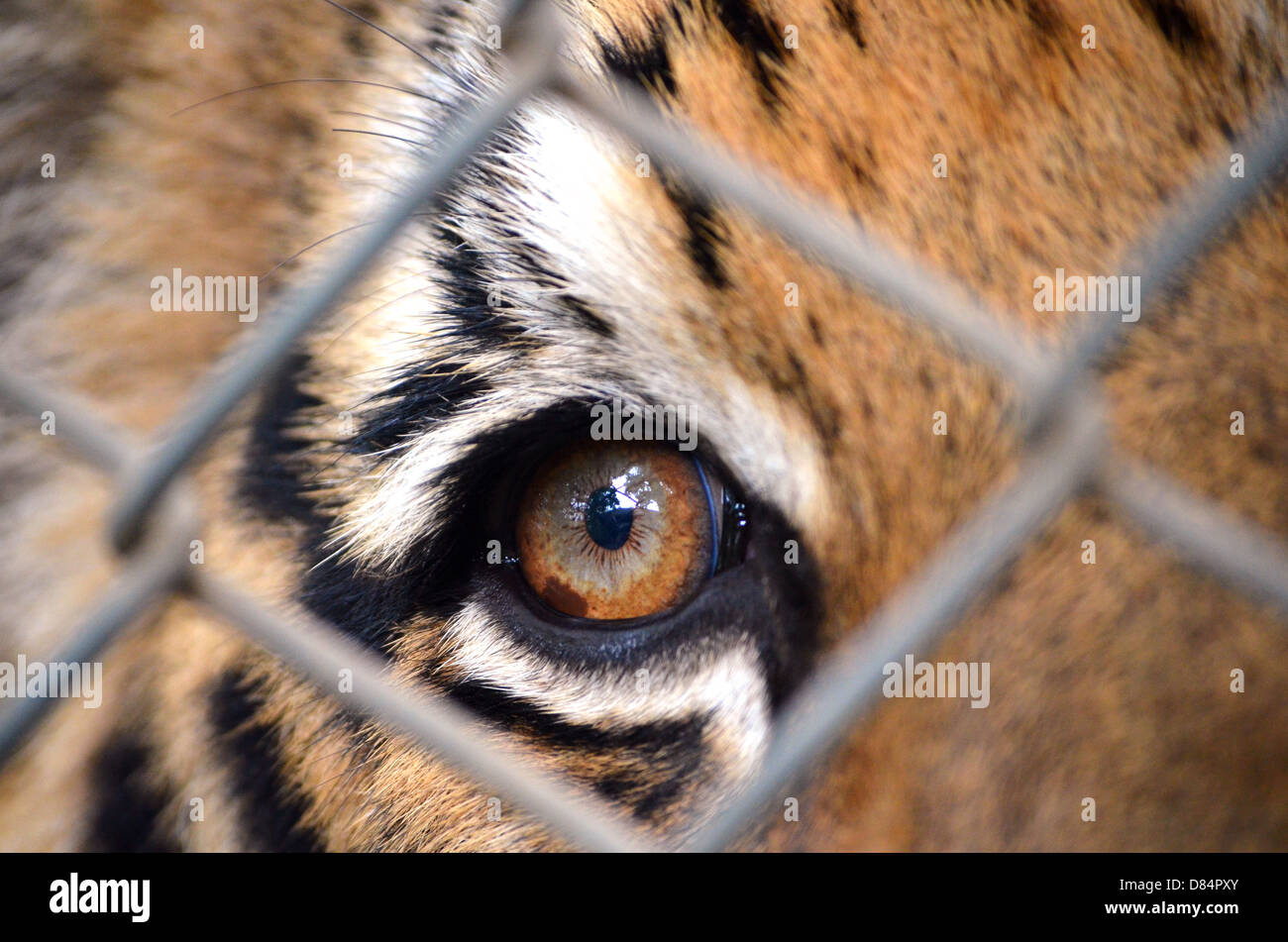 braune Tiger Auge Thailand Käfig Stockfoto