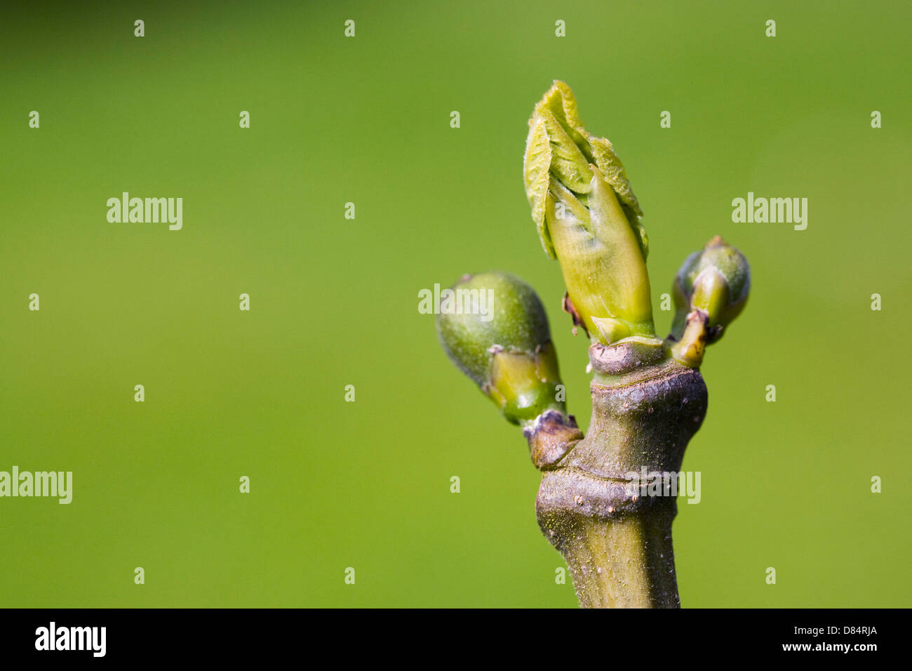 Ficus Carica. Neu eröffnenden Feigenblatt und Obst. Stockfoto