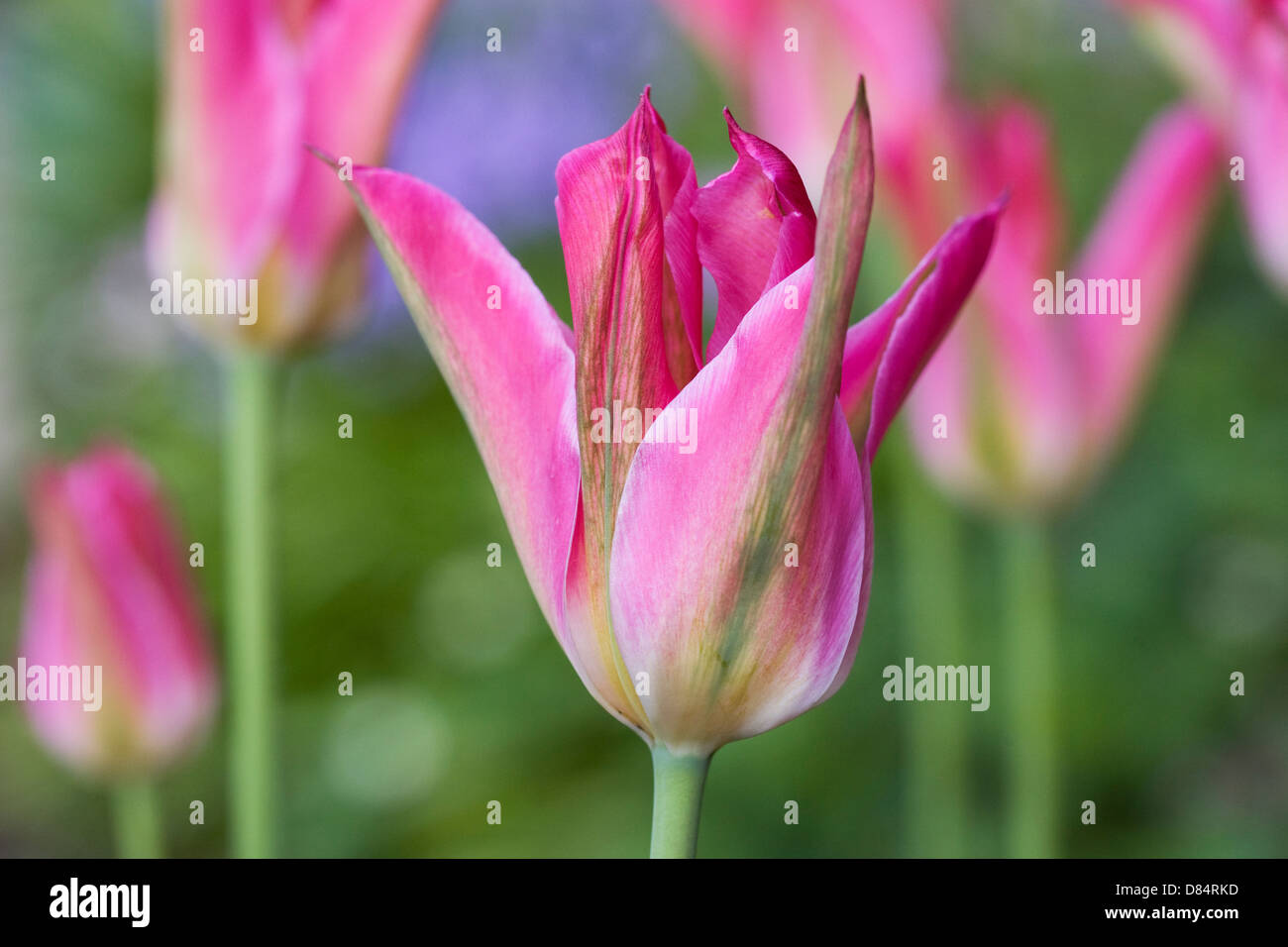 Tulipa Viridiflora "Virichic" in einem englischen Garten. Stockfoto