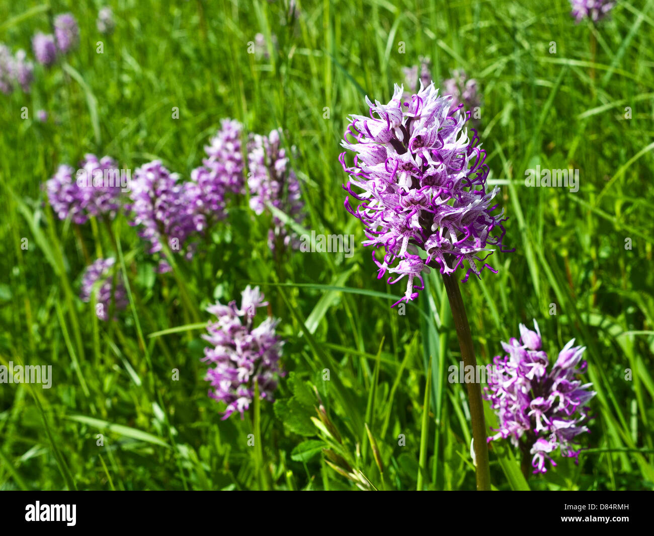 Affe Orchidee - Orchis Simia, Frankreich (extrem selten in Großbritannien). Stockfoto