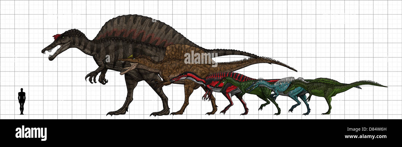 Spinosauridae Größentabelle, mit Spinosaurus, Oxalaia, Suchomimus, Baryonyx, Ichthyovenator und Irritator. Stockfoto