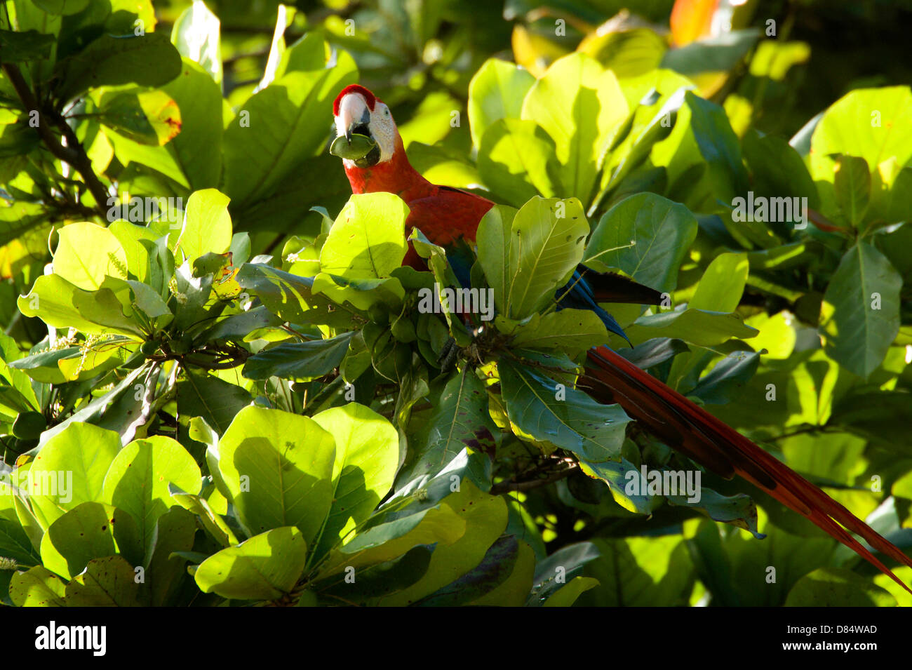 hellroten Aras Vogel saß auf einem Ast und Essen eine Avocado in Costa Rica, Mittelamerika Stockfoto