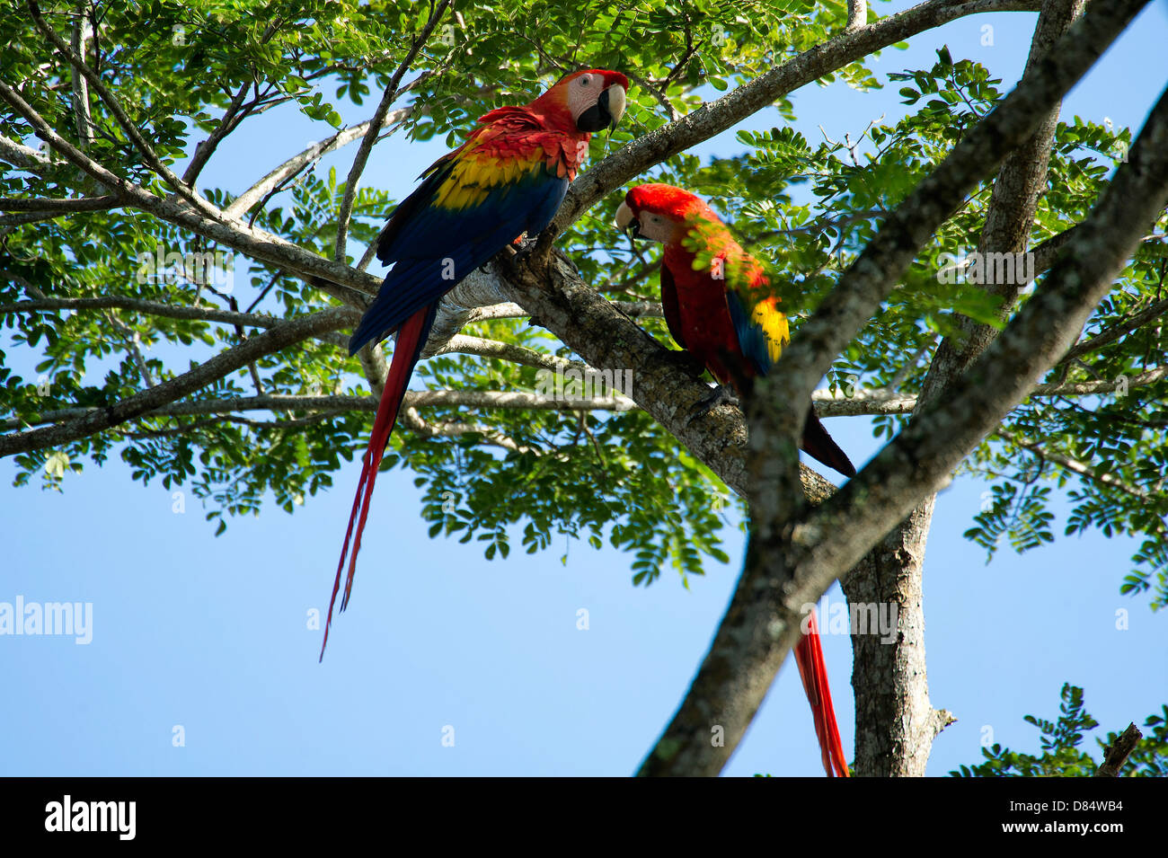 paar der hellroten Aras Vögel thront auf einem Ast in Costa Rica, Mittelamerika Stockfoto