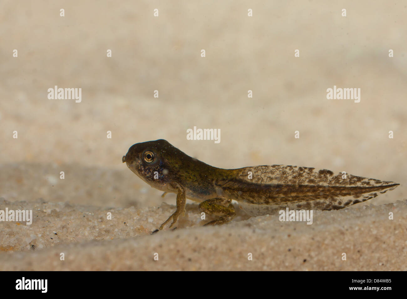 Eine graue Laubfrosch Kaulquappe in Metamorphose - Hyla versicolor Stockfoto