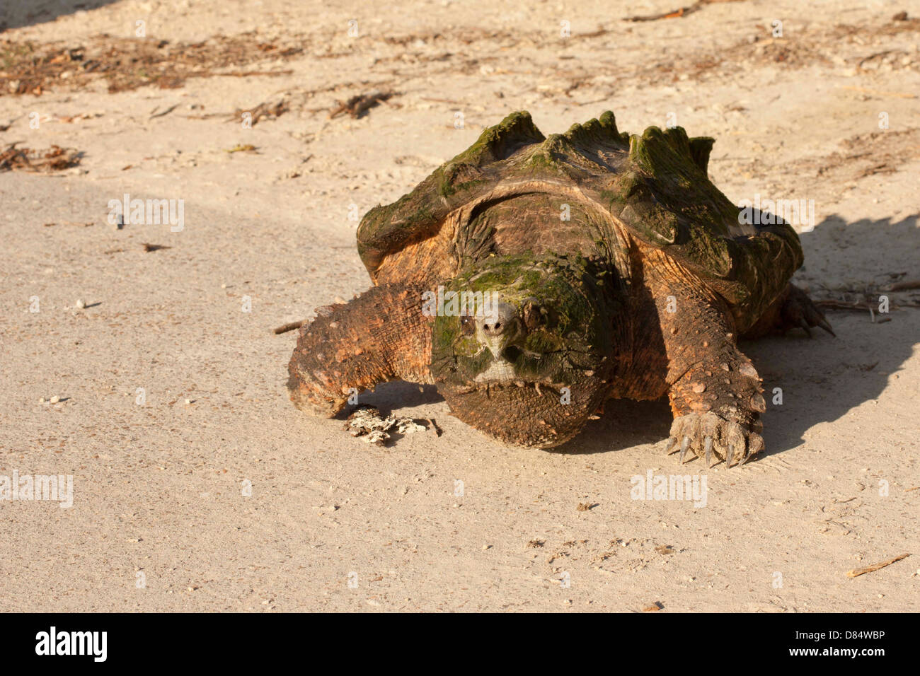 AlligatorSchnappschildkröte hinunter eine Bootsrampe Macrochelys