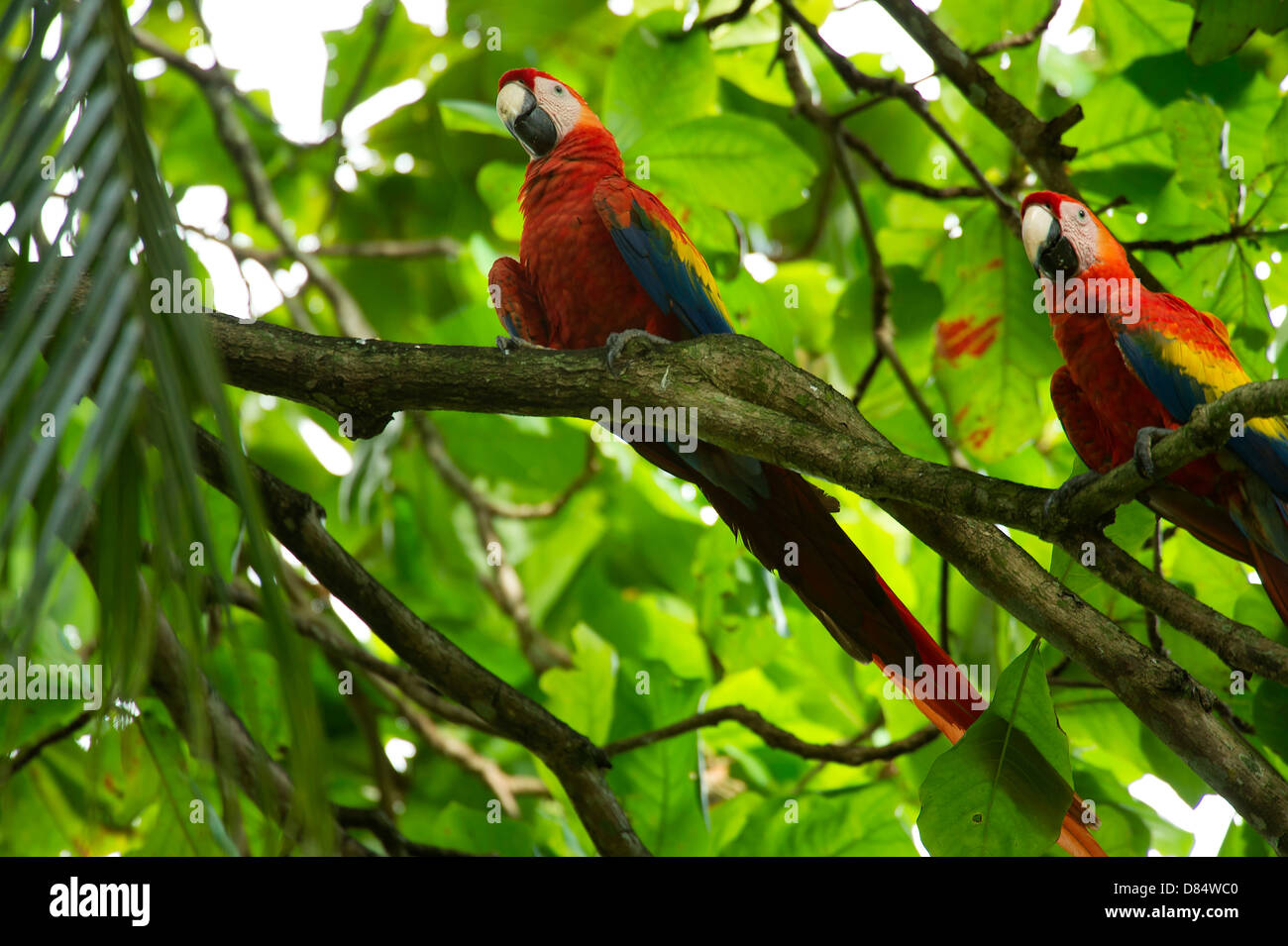 paar der hellroten Aras Vögel thront auf einem Ast in Costa Rica, Mittelamerika Stockfoto