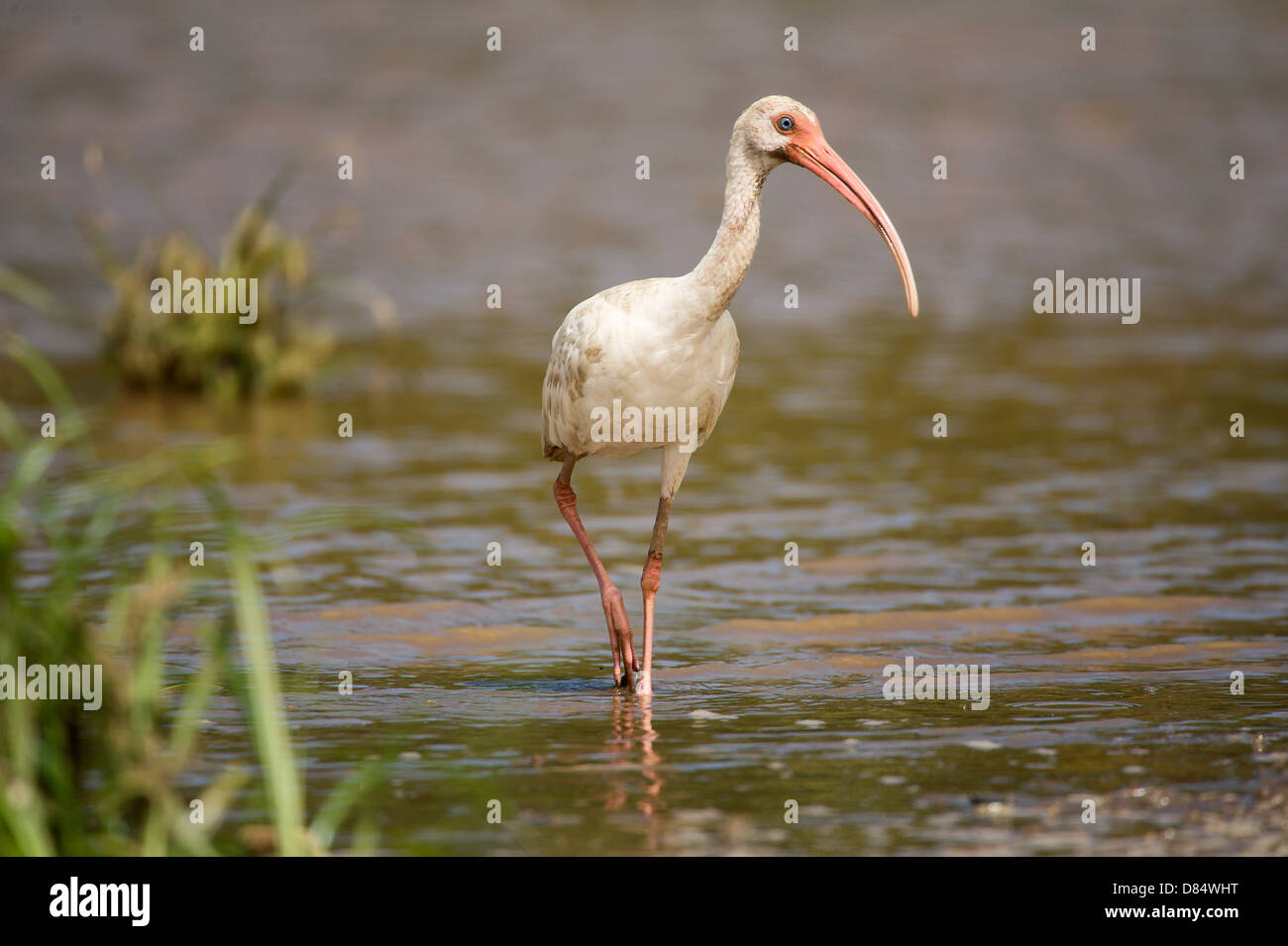weißer Ibis Vogel zu Fuß in einen Mangrovenwald in Costa Rica, Mittelamerika Stockfoto weißer Ibis Vogel zu Fuß in einen Mangrovenwald in Costa Rica, Mittelamerika Stockfoto