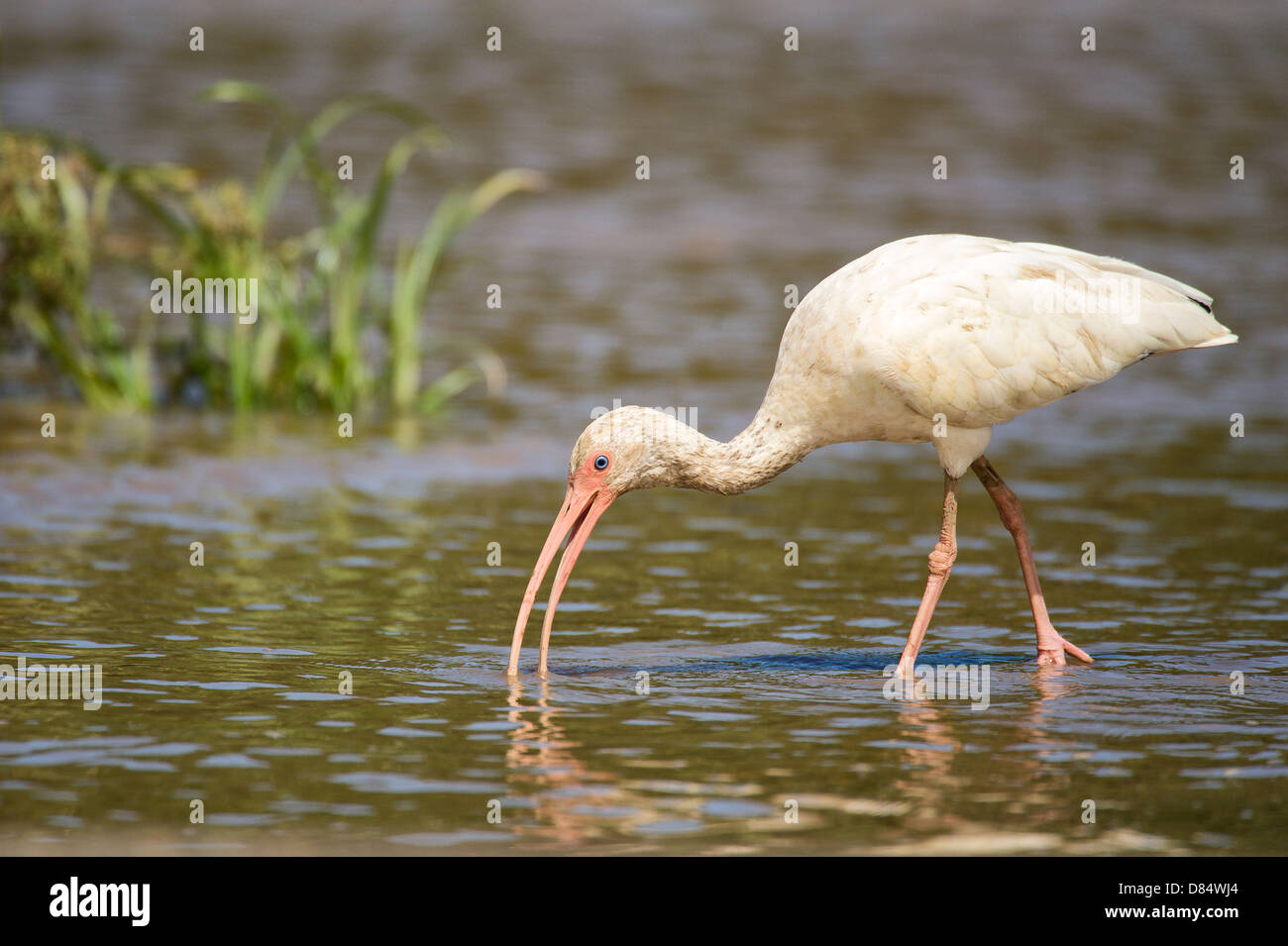 weißer Ibis Vogel zu Fuß in einen Mangrovenwald in Costa Rica, Mittelamerika Stockfoto weißer Ibis Vogel zu Fuß in einen Mangrovenwald in Costa Rica, Mittelamerika Stockfoto