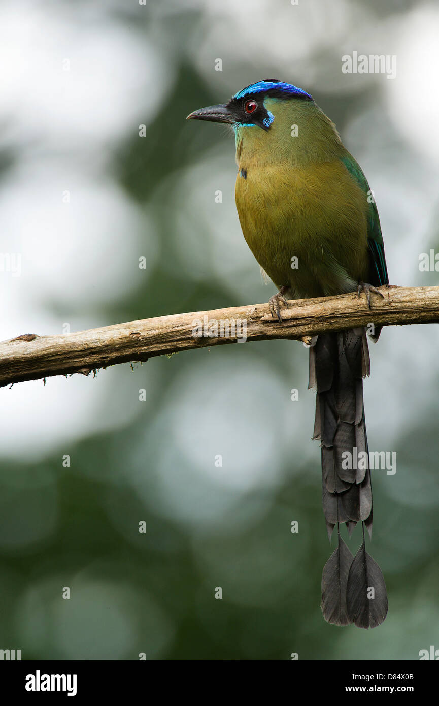 Blau-gekrönter Motmot Vogel sitzend auf einem Ast in Costa Rica, Mittelamerika Stockfoto