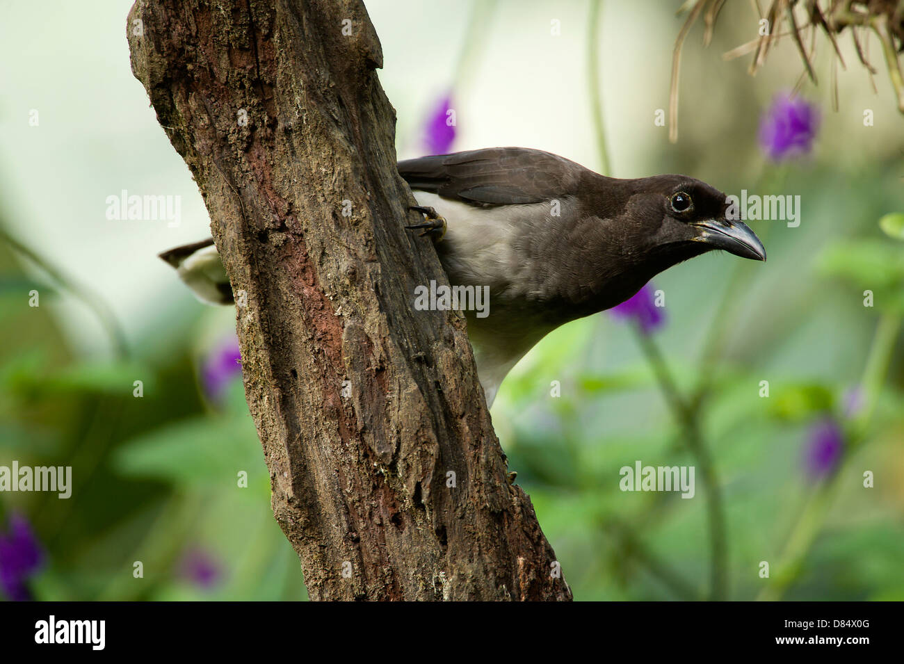 braune Jay Vogel sitzend auf einem Ast in Costa Rica, Mittelamerika Stockfoto