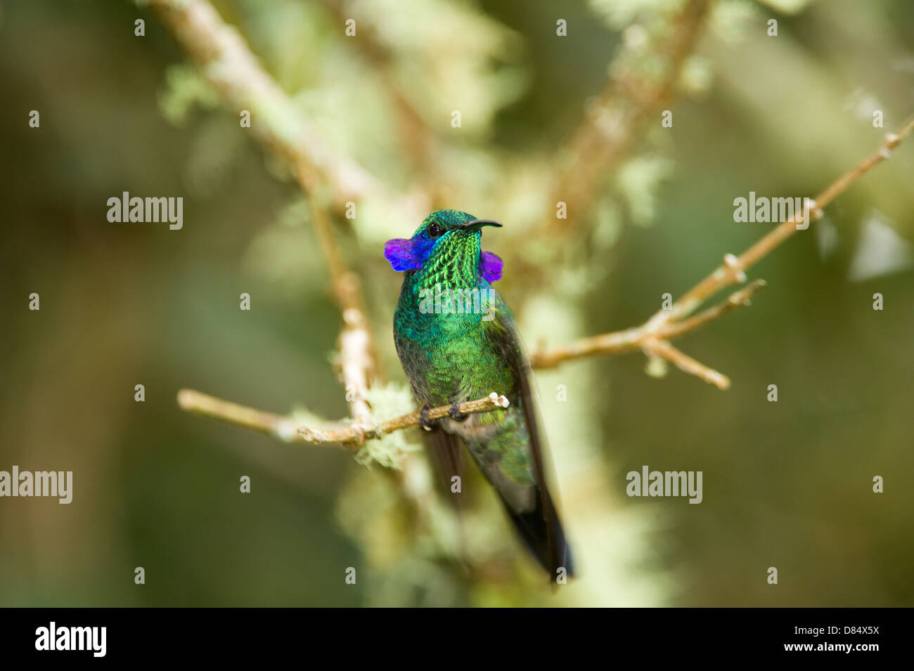Funkelnde Violetear Kolibri thront auf einem Ast in Costa Rica, Mittelamerika Stockfoto