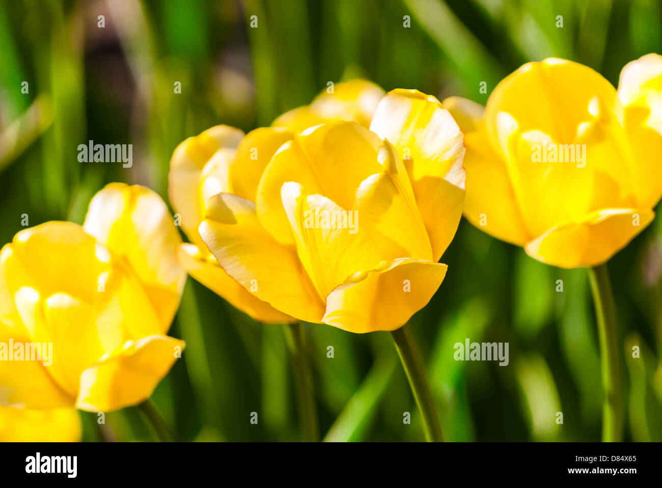 gelbe Tulpen Sonnenlicht bei Frühling im freien Stockfoto
