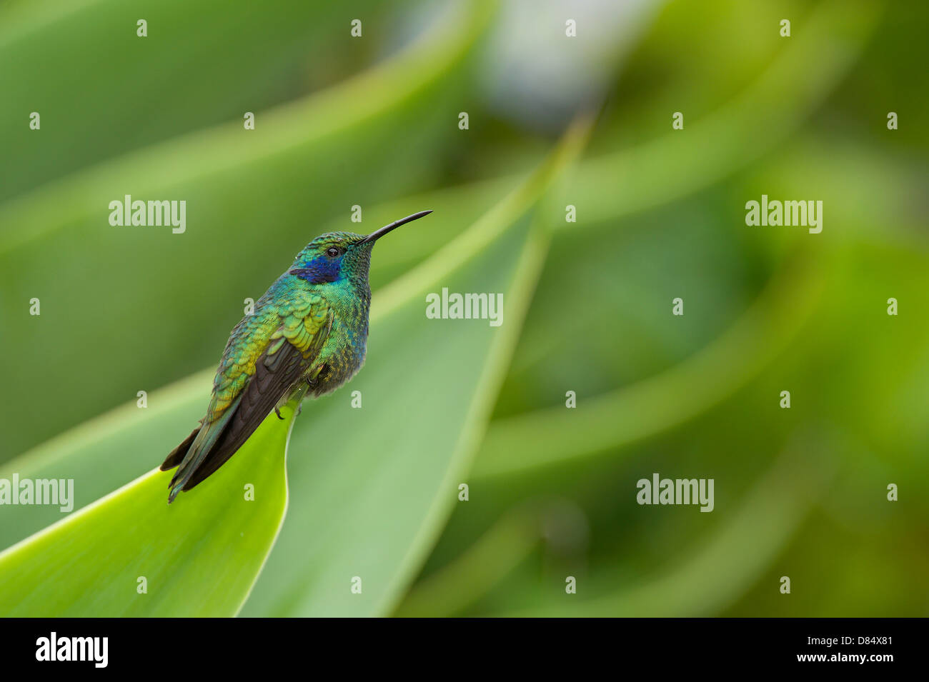 Funkelnde Violetear Kolibri thront auf Blatt in Costa Rica, Mittelamerika Stockfoto
