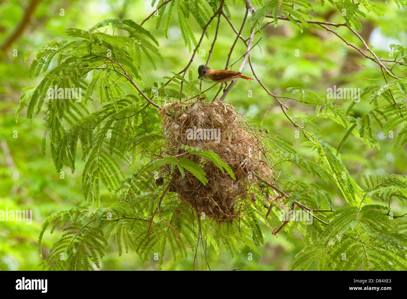 Rose-throated Becard bauen eine Nest in einem Baum in Costa Rica, Mittelamerika Stockfoto