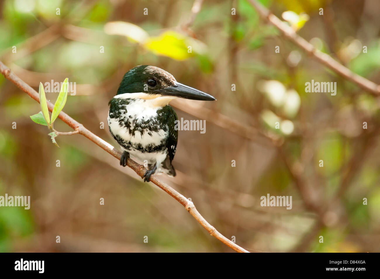 Grüne Eisvogel thront auf einem Ast an einem Baum entlang einer Mangrove in Costa Rica, Mittelamerika Stockfoto