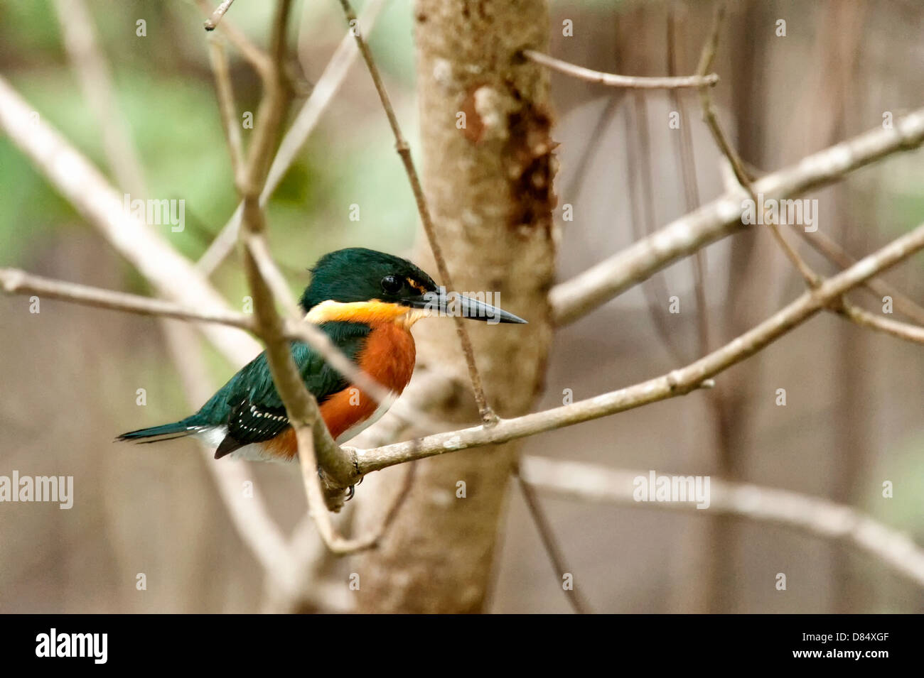 Amerikanische Pygmy Kingfisher thront auf einem Ast an einem Baum entlang einer Mangrove in Costa Rica, Mittelamerika Stockfoto