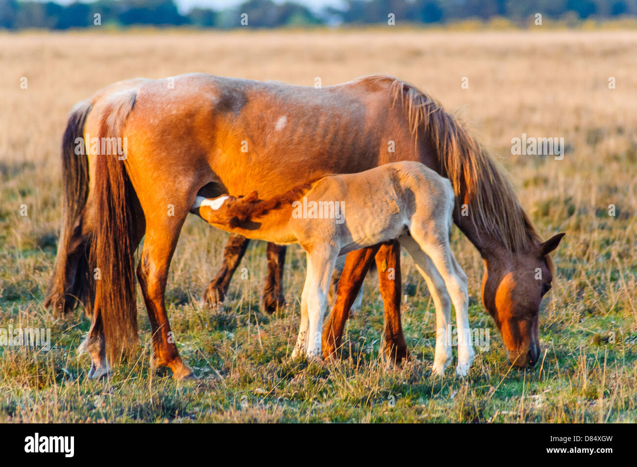 New Forest Ponys und Fohlen. Durch die gewöhnlichen des Waldes, die das Recht haben, ihre Tiere frei herumlaufen zu lassen im Besitz Stockfoto