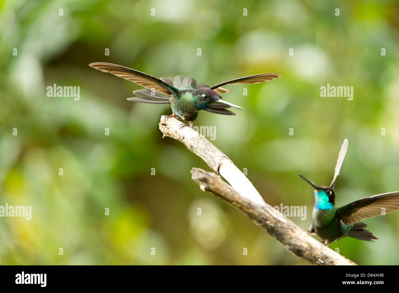 Feurig-throated Kolibris thront und kämpfen auf einem Ast an einem Baum in Costa Rica, Mittelamerika Stockfoto