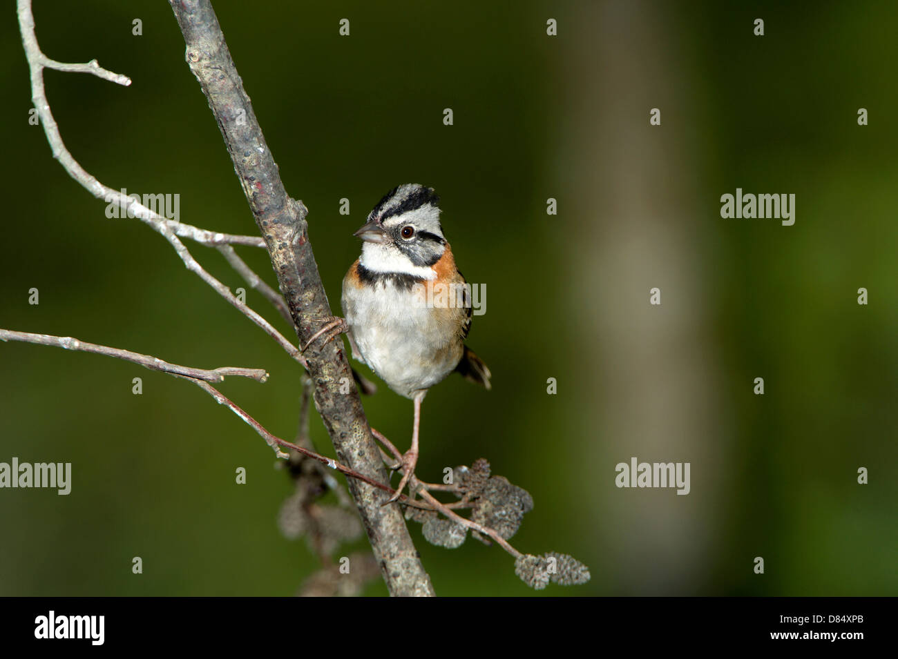 Rufous-Kragen Spatz thront auf einem Ast an einem Baum in Costa Rica, Mittelamerika Stockfoto