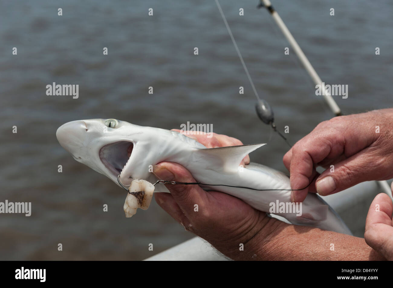 Ein Mann Angeln auf dem öffentlichen Steg auf Cedar Key Florida an der Golfküste und Angeberei des Hais erwischt er. Stockfoto