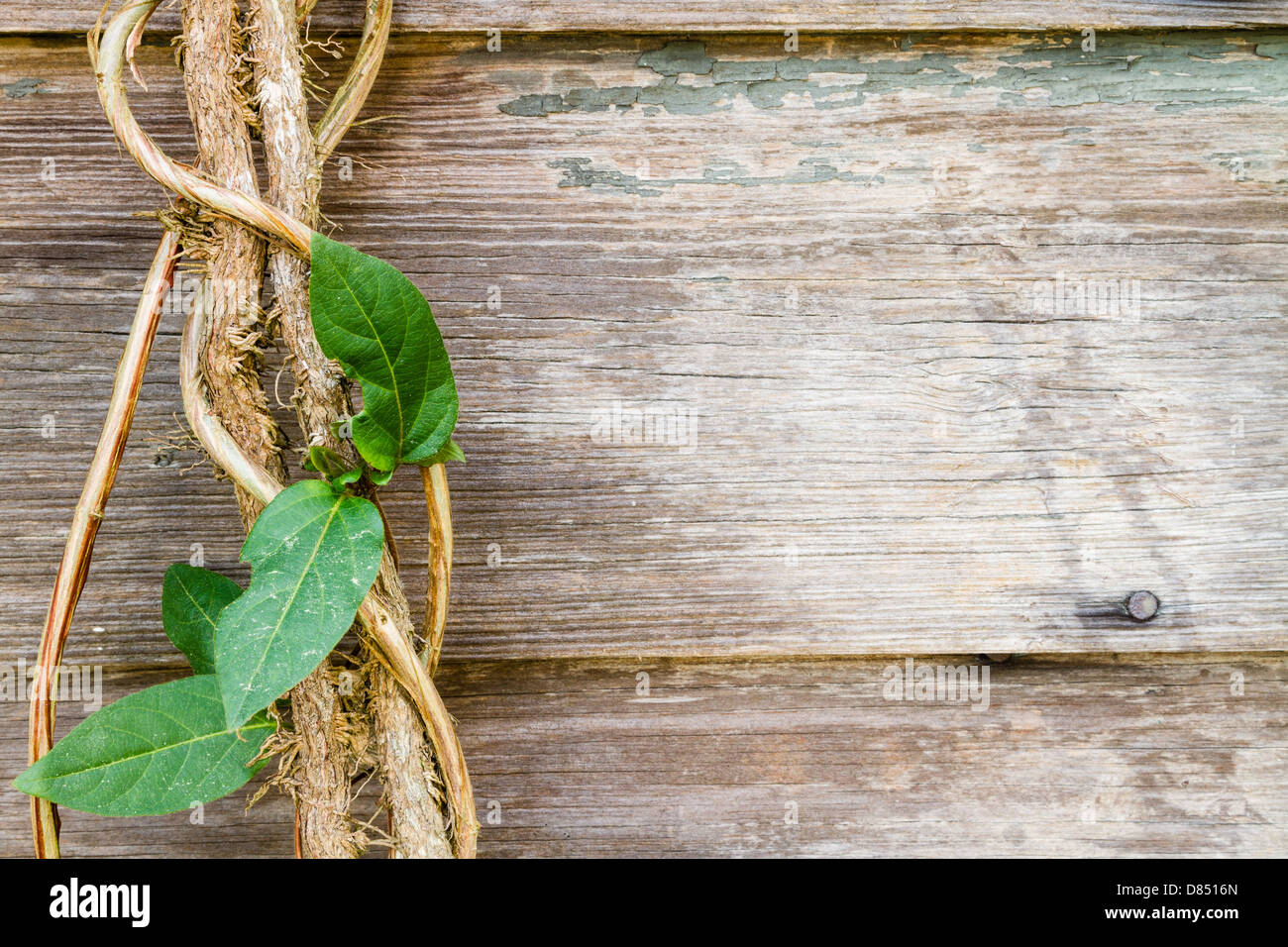 Eine Rebe wächst entlang rustikalen Holzbretter. Stockfoto