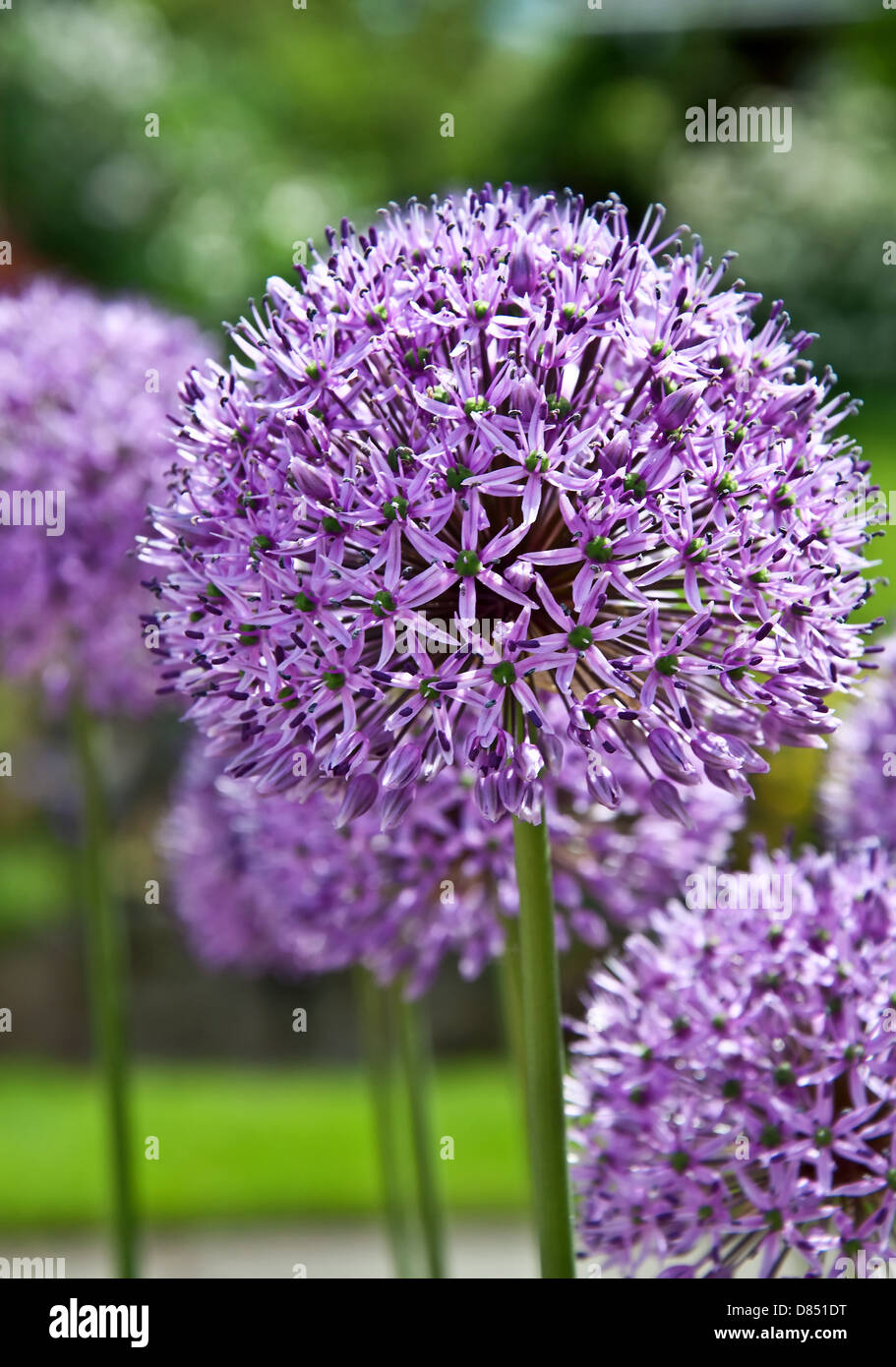groe lila Allium Pflanze, in der Familie Knoblauch oder Zwiebeln. Diese  Sorte ist Purple Sensation, mit seinen vielen kleinen Sternen  Stockfotografie - Alamy