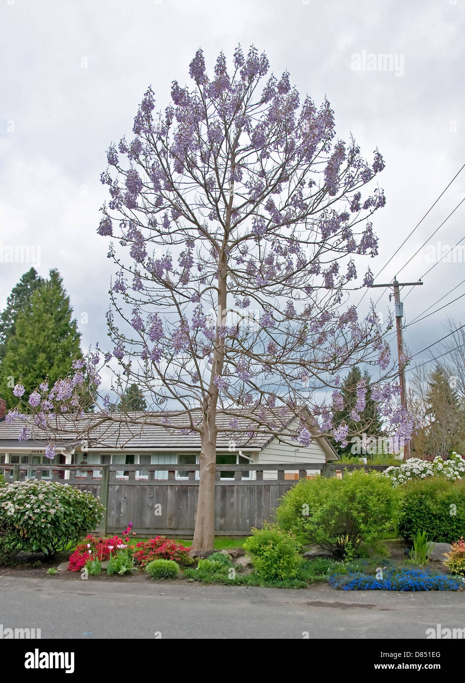 50 Frische Samen Paulownia Tomentosa (Fuchshandschuhbaum) – Schnell Wachsender Zierbaum