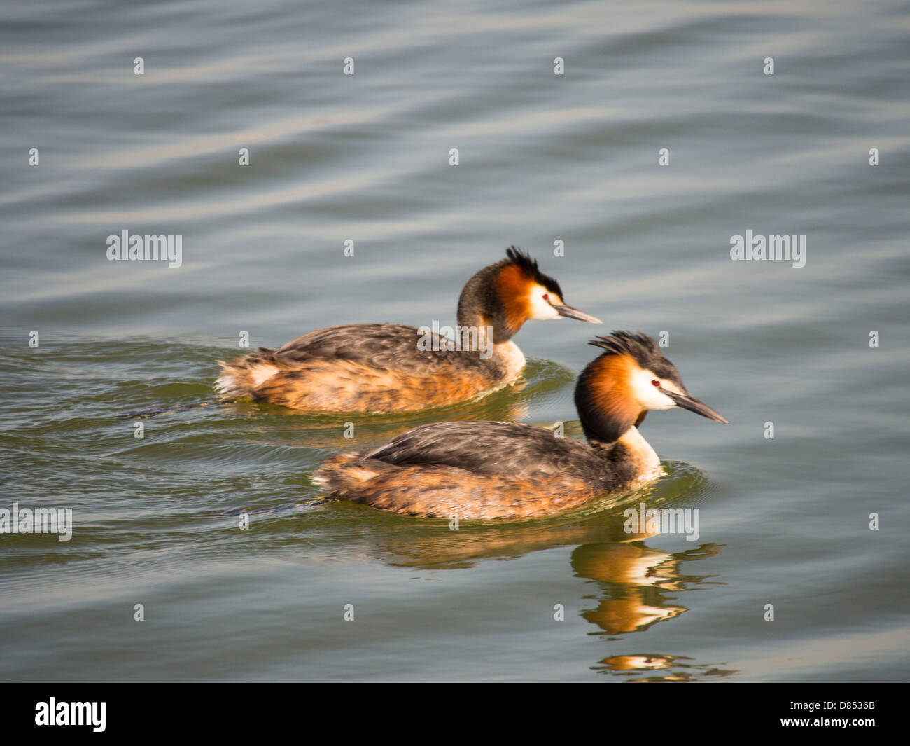 Great Crested Grebe (Podiceps Cristatus) in Ijburg, Amsterdam, Niederlande. Stockfoto