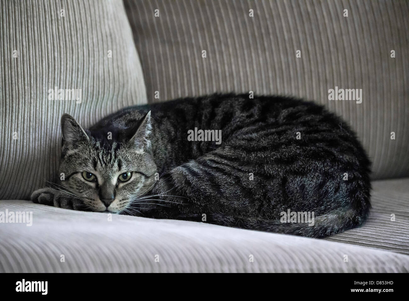 Tabby Katze entspannt auf einer Couch. Stockfoto