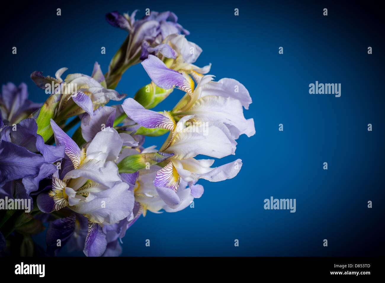 schöne blaue Iris Stockfoto