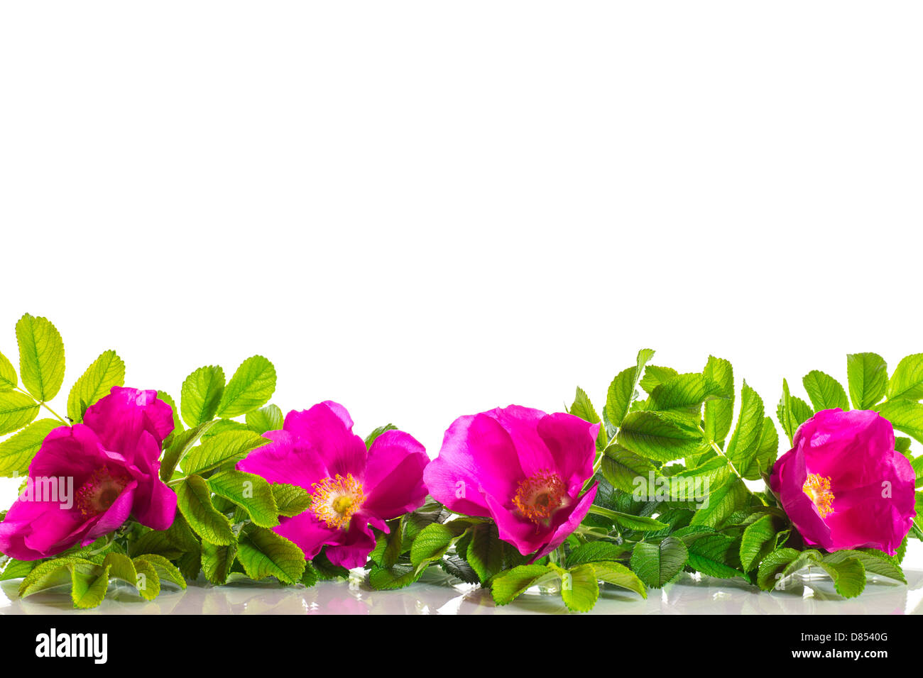 Blumen blühen Rosen auf weißem Hintergrund Stockfoto