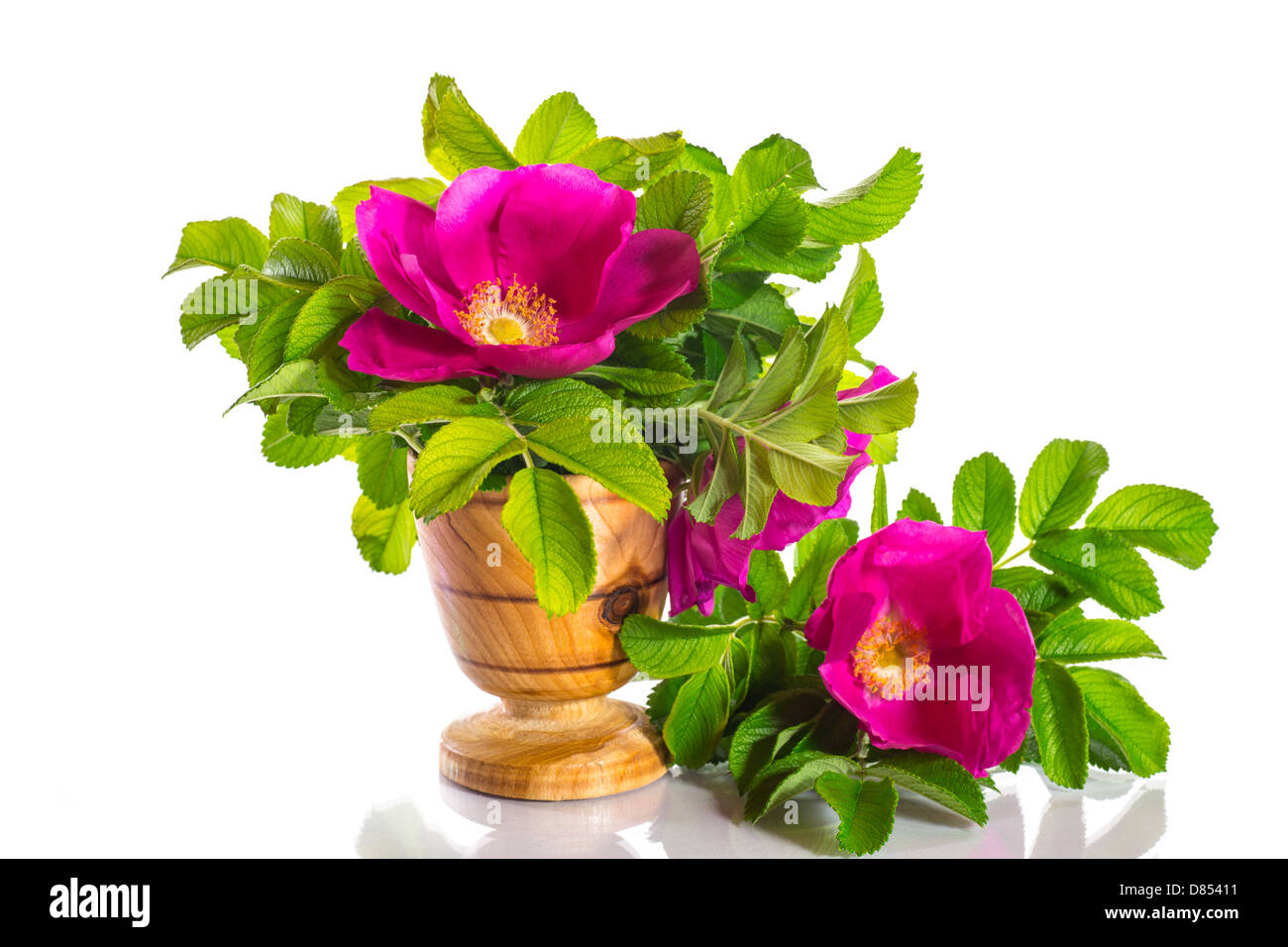 Blumen blühen Rosen auf weißem Hintergrund Stockfoto