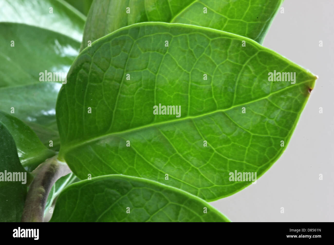 Grüne Pflanze Blatt Zamioculcas Stockfoto
