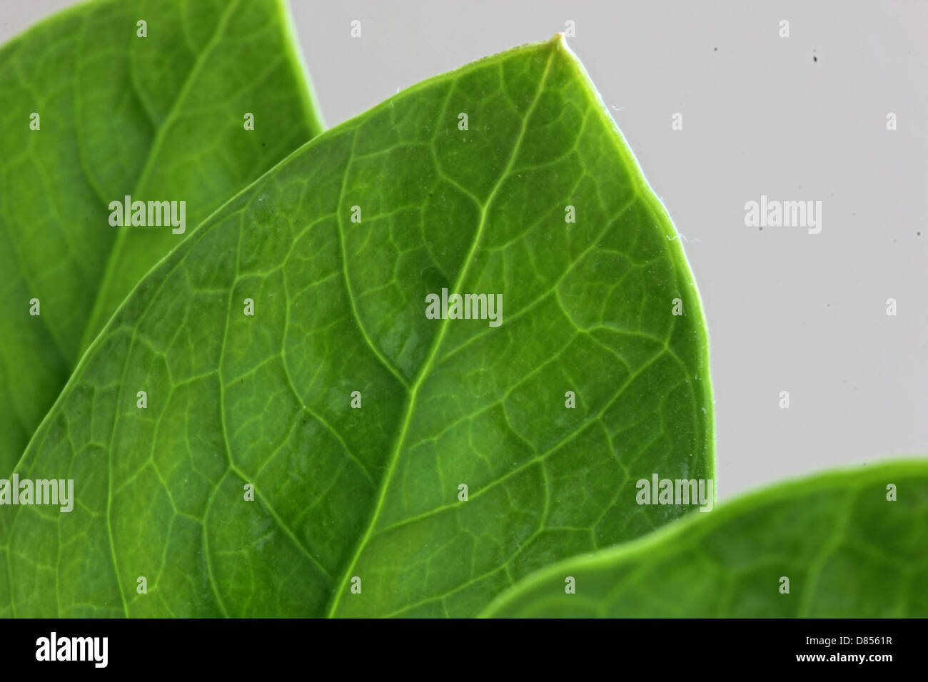 Grüne Pflanze Blatt Zamioculcas Stockfoto