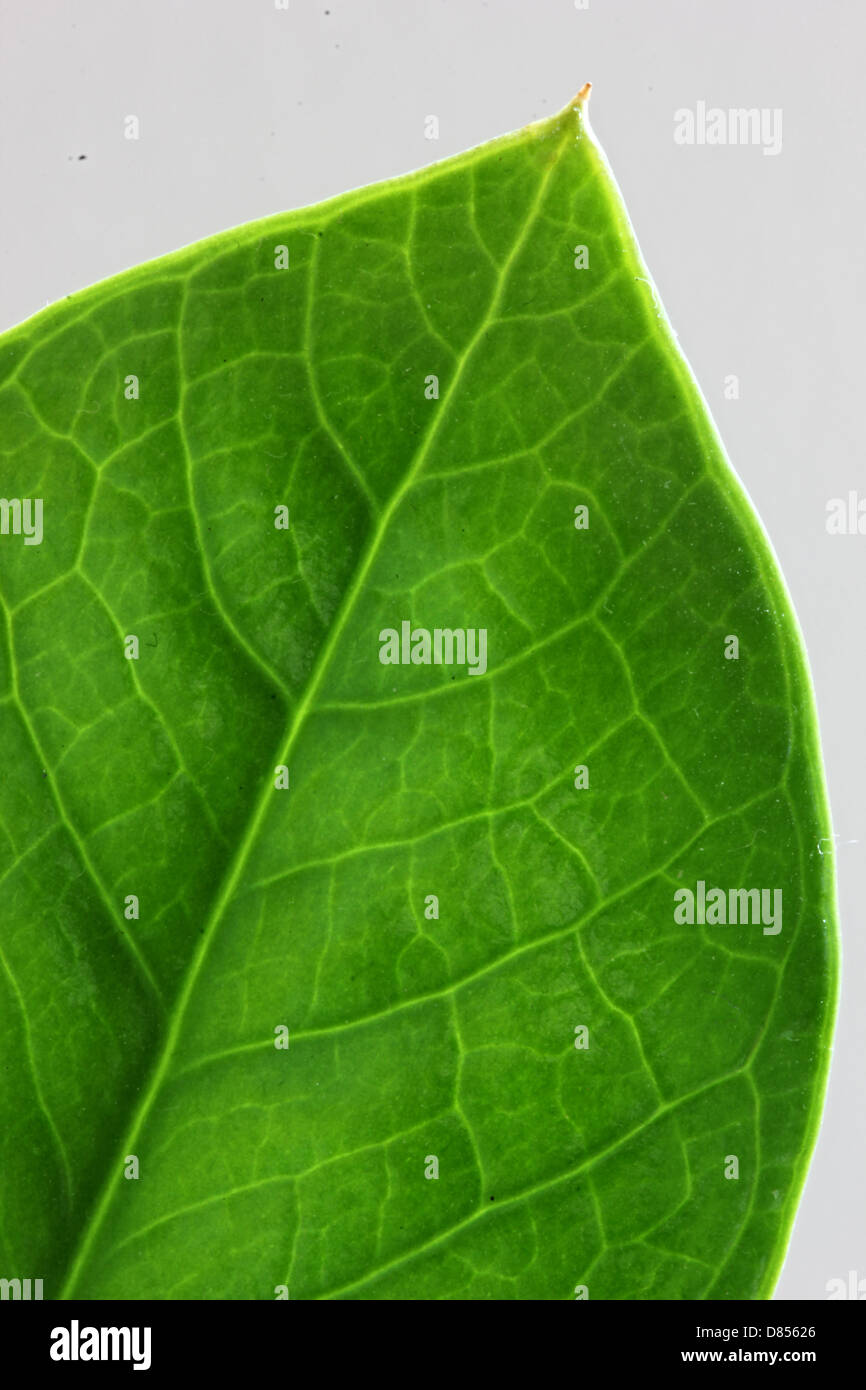Grüne Pflanze Blatt Zamioculcas Stockfoto