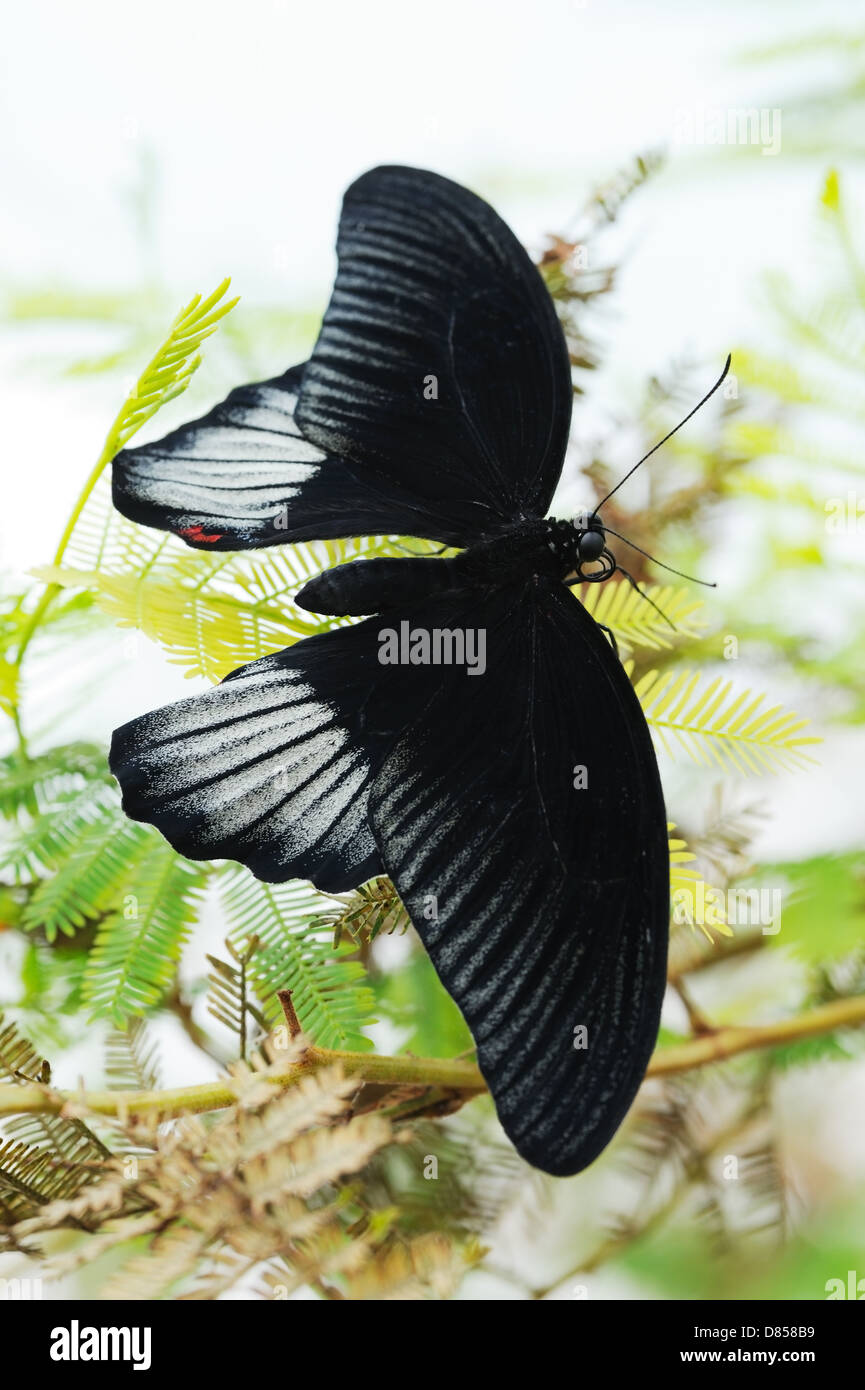 Scharlachroter Schwalbenschwanz Schmetterling auf einer Pflanze Stockfoto